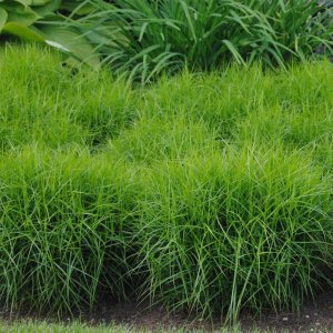Ostrica muskigumenská - Carex Muskingumensis ´LITTLE MIDGE´, kont. C2L